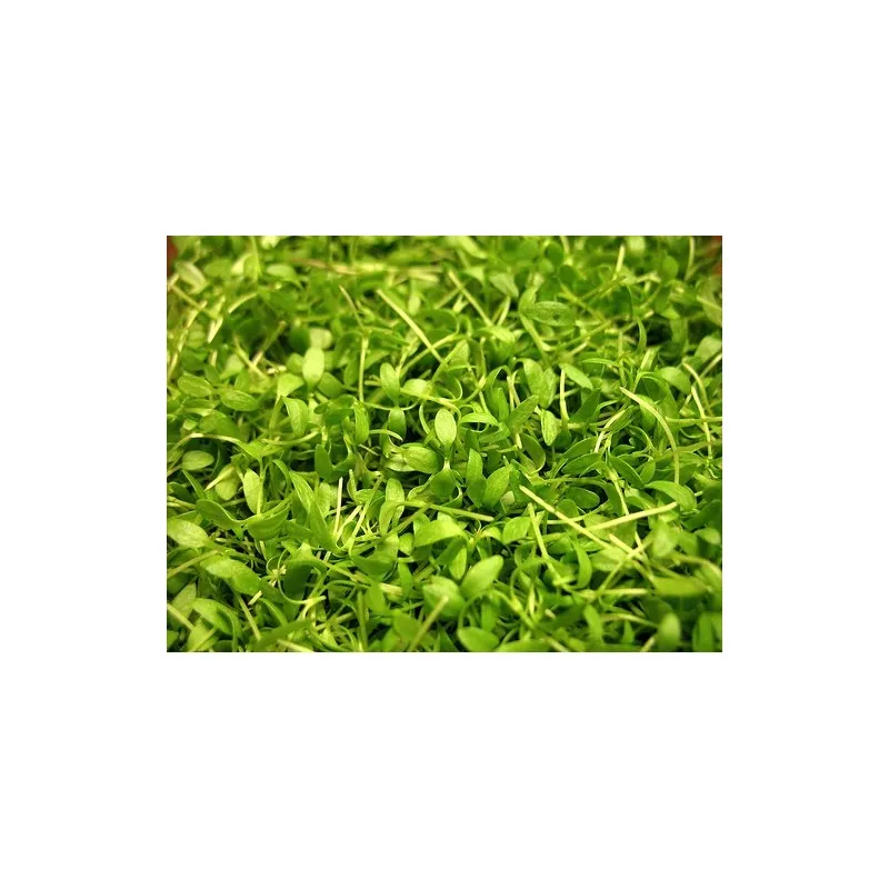 Green Amaranth Microgreens