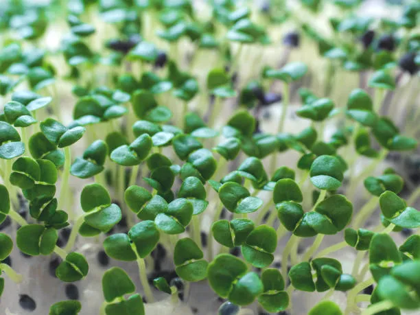 Green Basil Microgreens