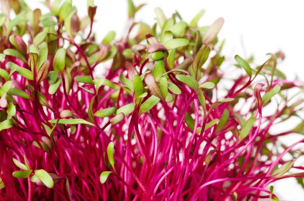 Red Beet Microgreens