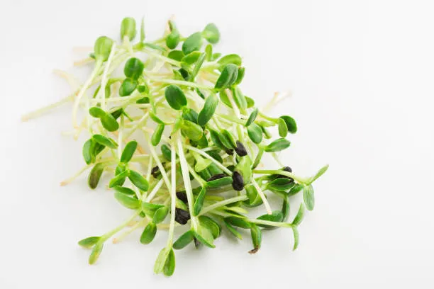 Broccoli Microgreens