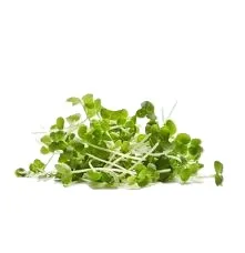 Mustard Microgreens