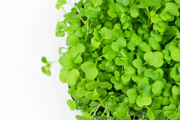 Green Cabbage Microgreens