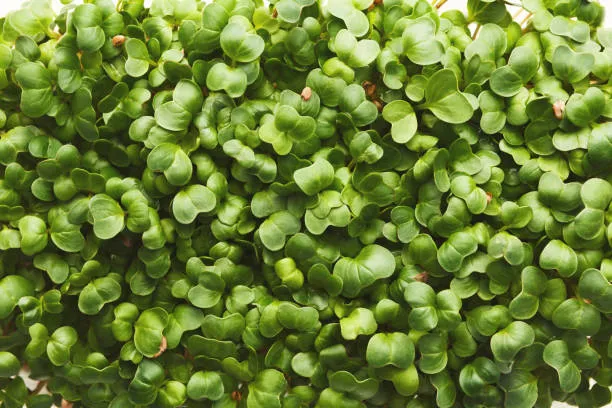 Mustard Microgreens