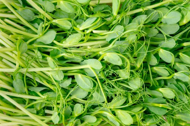Golden Pea Shoot Microgreens