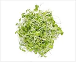 Green Amaranth Microgreens