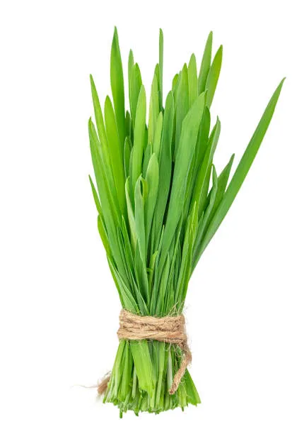 Wheatgrass Microgreens