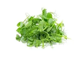 Golden Pea Shoot Microgreens
