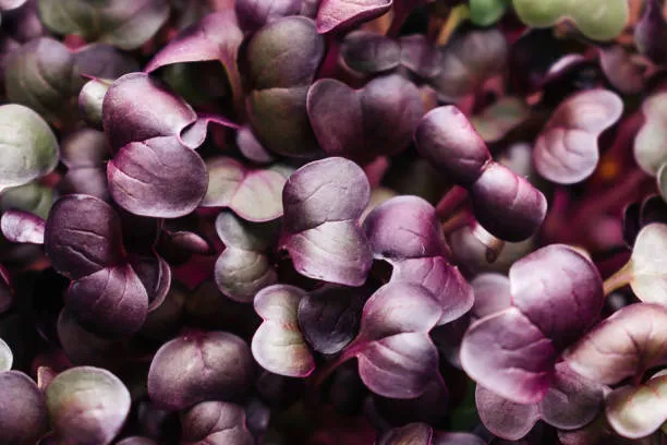 Radish Sango Microgreens