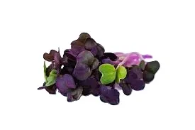 Radish Sango Microgreens