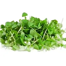 Green Basil Microgreens